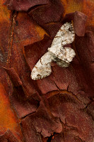 Moth on Madrona Peel