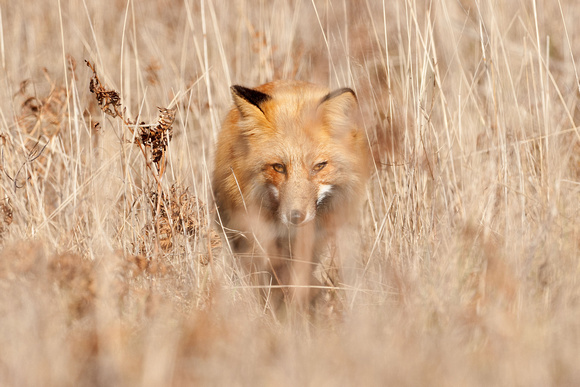 Fox