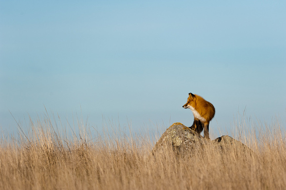 Fox