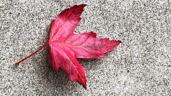 Maple Leaf Port Townsend