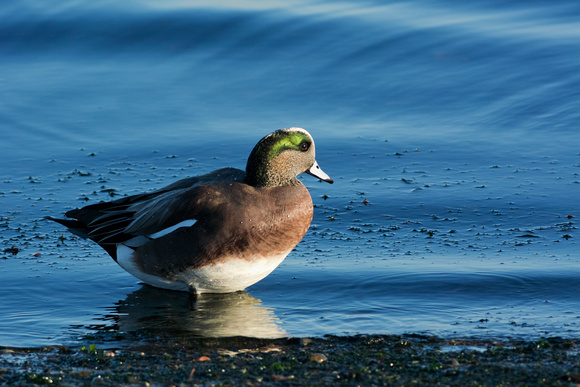American Wigeon