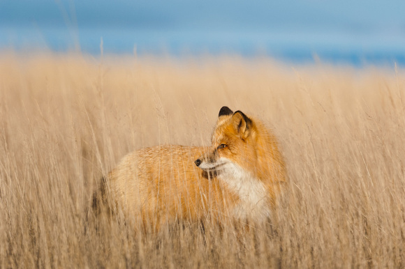 Fox