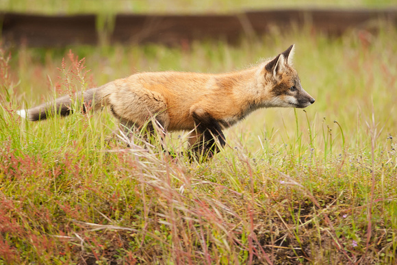 Foxes on San Juan Island