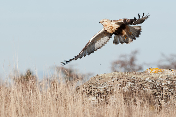 Rough-Legged Hawk